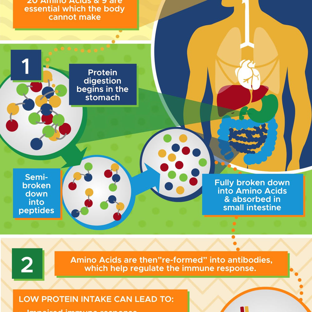 Blog posts Infographic: How Protein Supports Your Immune System