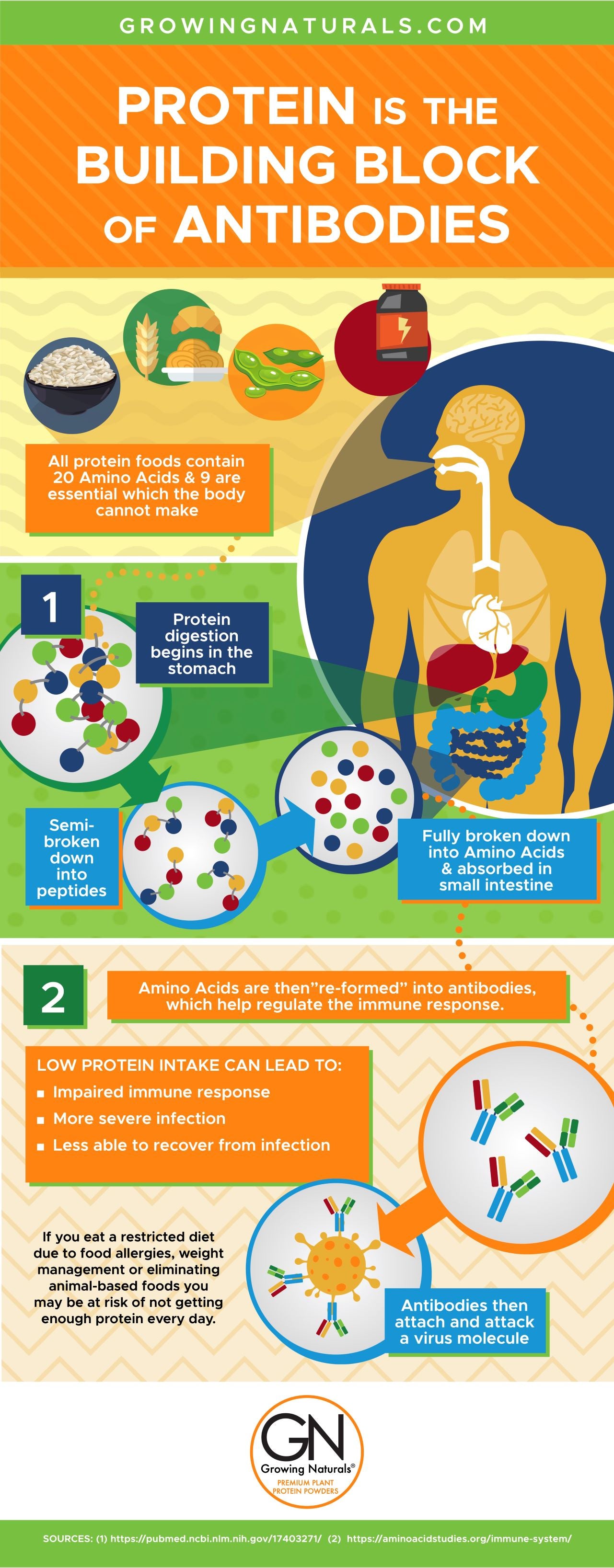 Blog posts Infographic: How Protein Supports Your Immune System