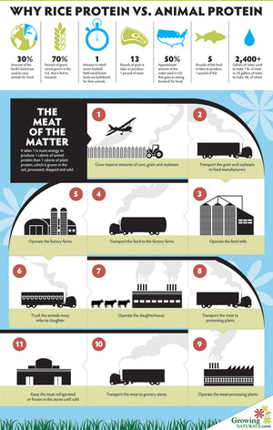 Why Rice Protein vs. Animal Protein